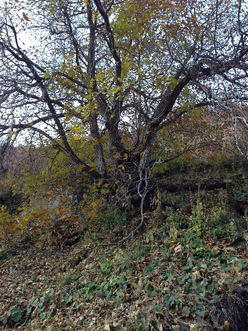 درختان گردو در مسیر صعود به توچال از اهار و شکراب 